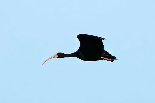 Cuervillo Cara Pelada