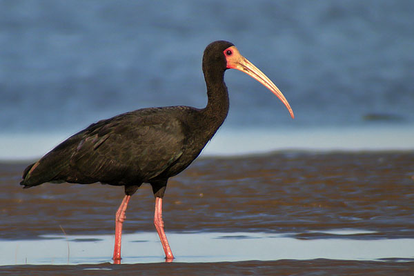 Cuervillo Cara Pelada
