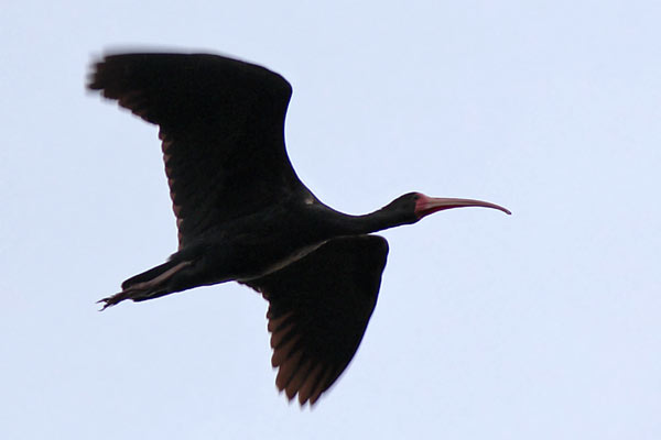 Cuervillo Cara Pelada