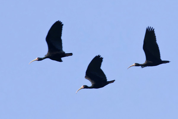 Cuervillo Cara Pelada