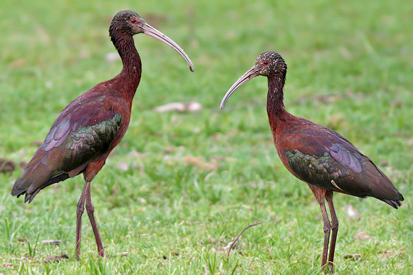 Cuervillo de Cañada