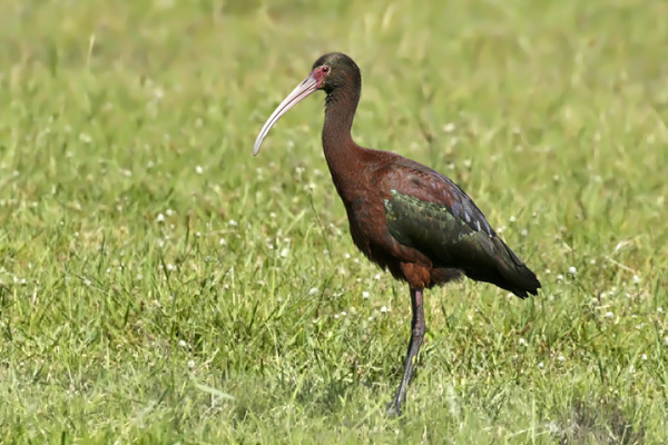 Cuervillo de Cañada