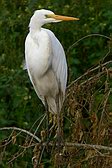 Garza Blanca