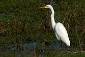 Garza Blanca