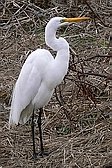 Garza Blanca