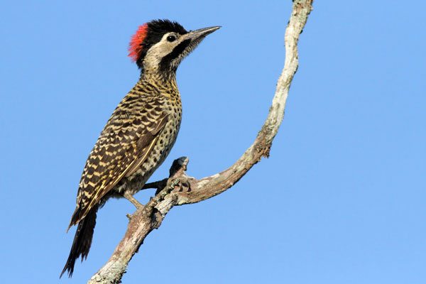 Carpintero Real Común