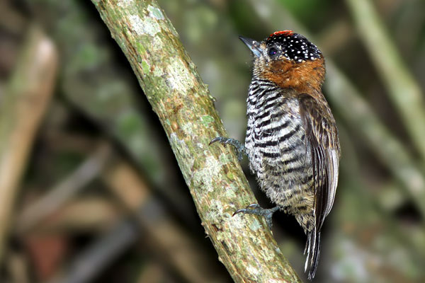 Carpinterito Cuello Canela