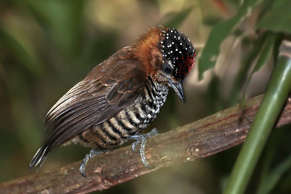Carpinterito Cuello Canela