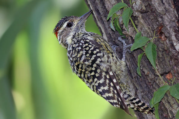 Carpintero Bataraz Chico