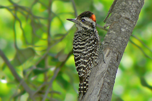 Carpintero Bataraz Grande