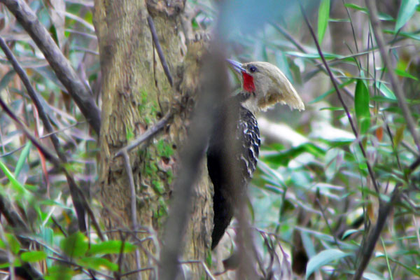 Carpintero Copete Amarillo