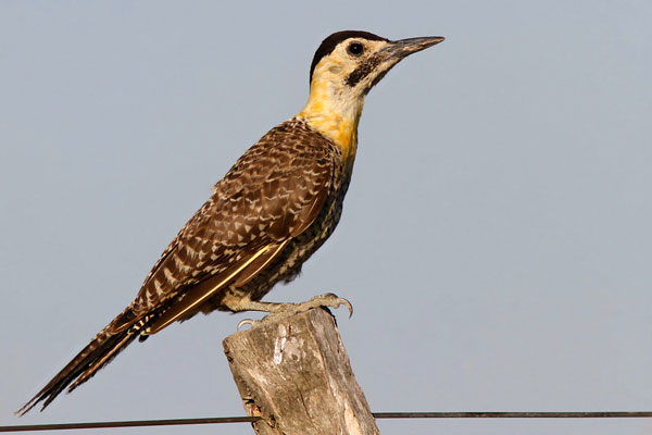 Carpintero Campestre