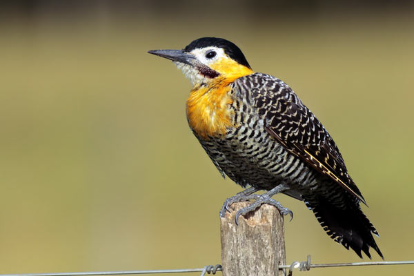 Carpintero Campestre