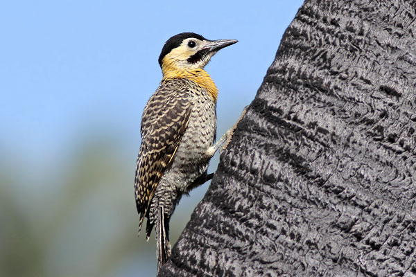 Carpintero Campestre