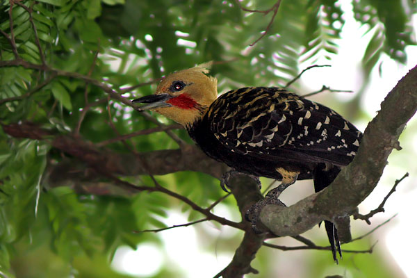Carpintero Copete Amarillo