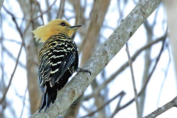 Carpintero Copete Amarillo