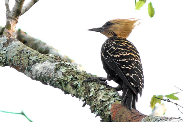 Carpintero Copete Amarillo
