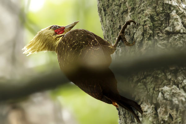 Carpintero Copete Pajizo