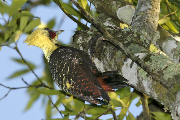 Carpintero Copete Pajizo