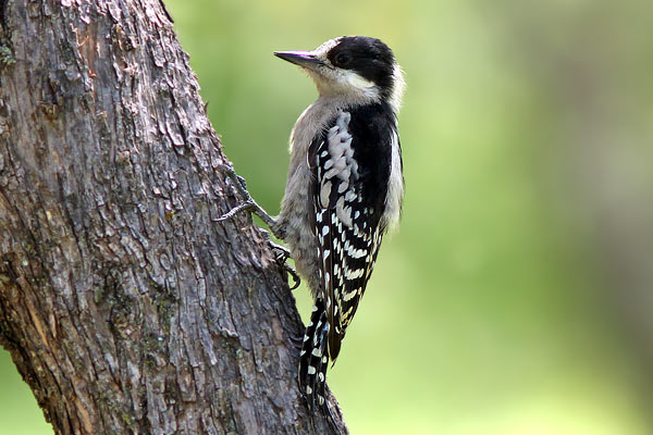 Carpintero del Cardón