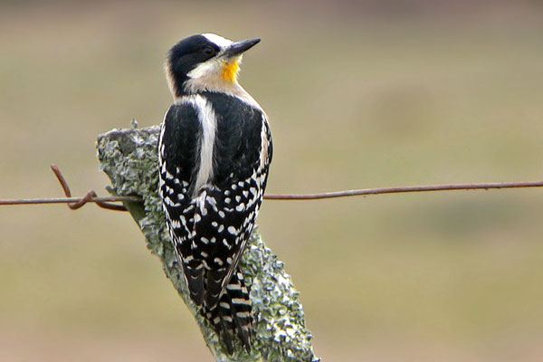 Carpintero del Cardón