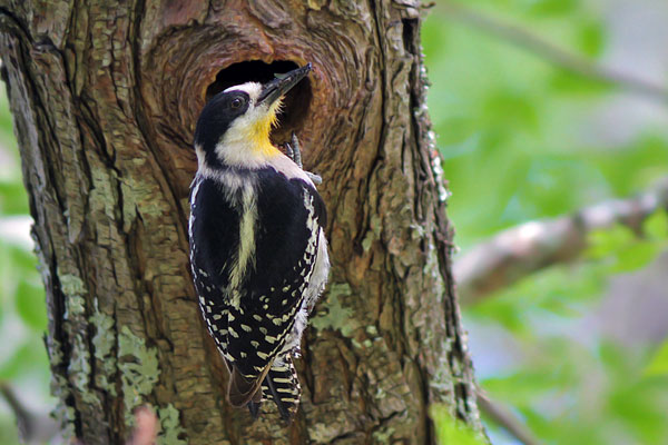 Carpintero del Cardón