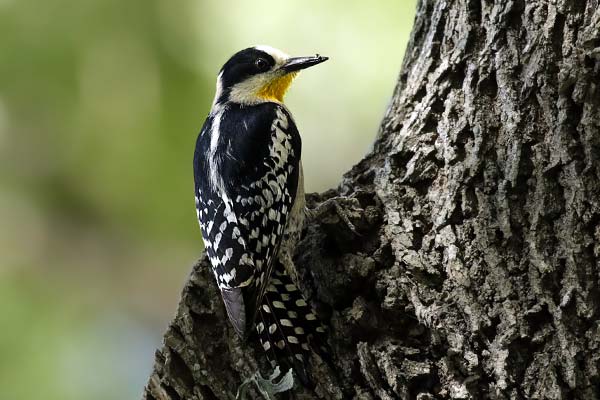 Carpintero del Cardón