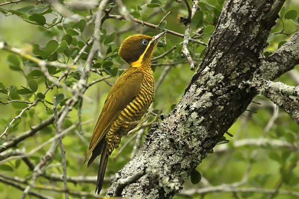 Carpintero Dorado Común