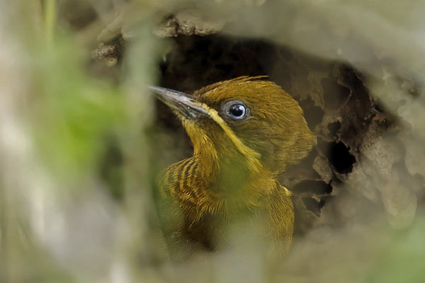 Carpintero Dorado Común