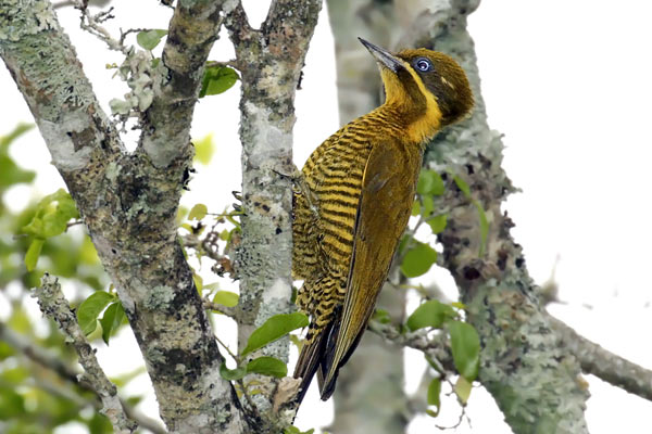 Carpintero Dorado Común