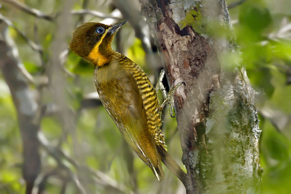 Carpintero Dorado Común