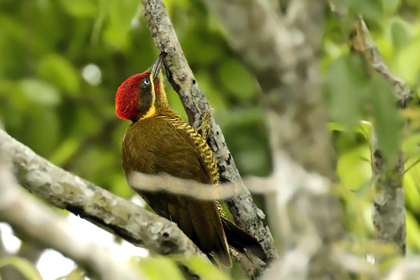Carpintero Dorado Común