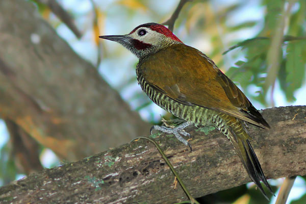 Carpintero Dorado Gris