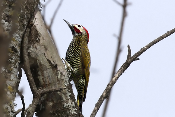 Carpintero Dorado Gris