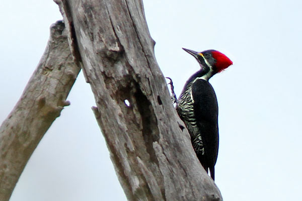 Carpintero Garganta Estriada