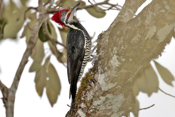 Carpintero Garganta Estriada