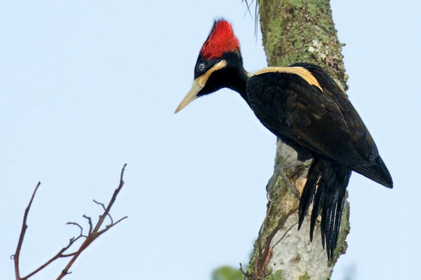 Carpintero Lomo Blanco
