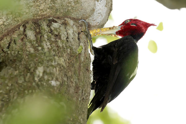 Carpintero Lomo Blanco