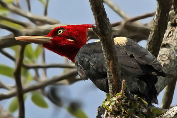 Carpintero Lomo Blanco