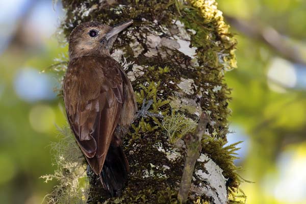 Carpintero Oliva Oscuro