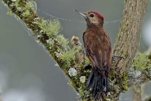 Carpintero Oliva Oscuro