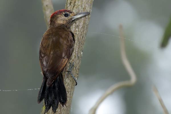 Carpintero Oliva Oscuro