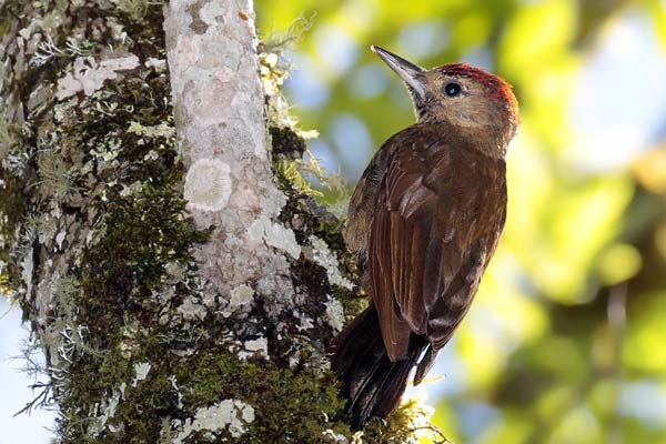 Carpintero Oliva Oscuro
