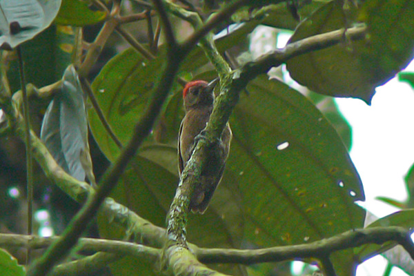 Carpintero Oliva Oscuro