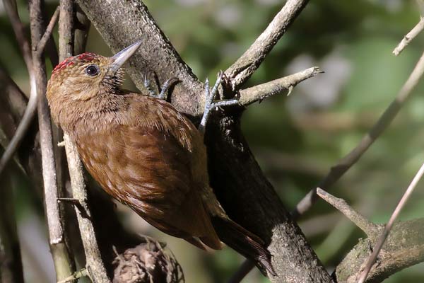 Carpintero Oliva Oscuro