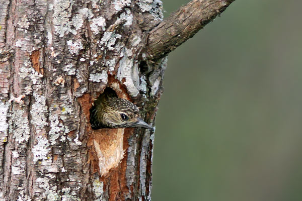 Carpintero Oliva Yungueño
