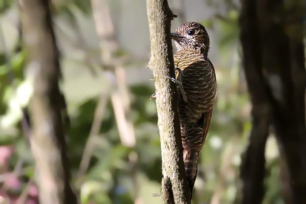 Carpintero Oliva Yungueño
