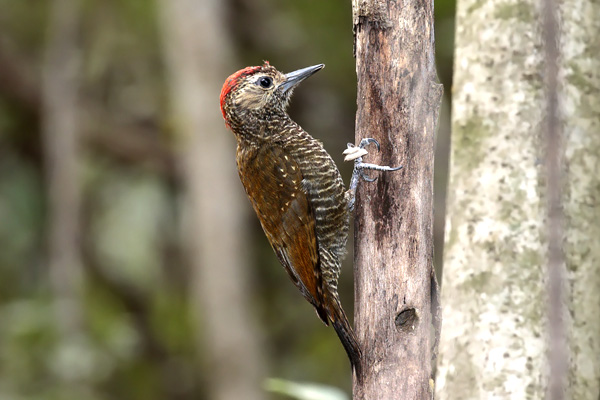 Carpintero Oliva Yungueño