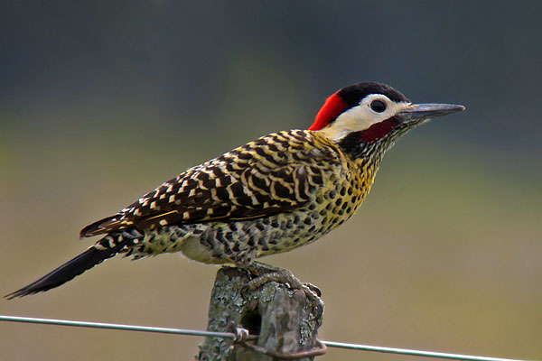 Carpintero Real Común