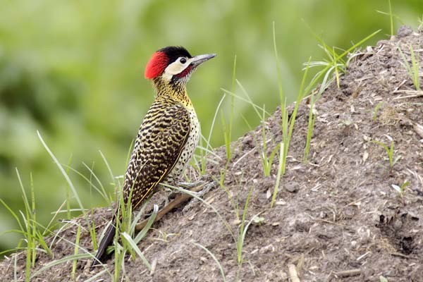 Carpintero Real Común